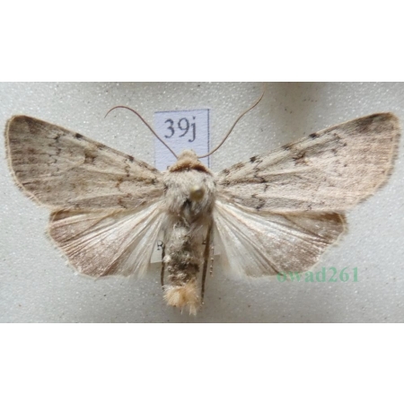 Epipsilia grisescens (Fabricius, 1794) male Slovakia39j